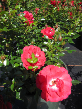 Bodendecker-Rose Limesglut2